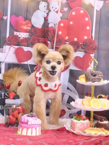 20250225クッキーくん